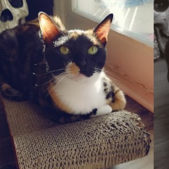 Meet your Posher, Hayley - Picture 3 of 8